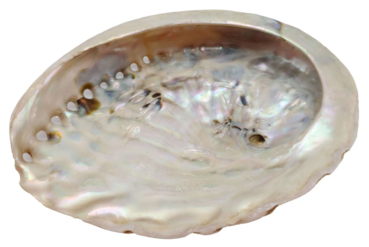Coquille d'Ormeau Naturelle 12-15cm
