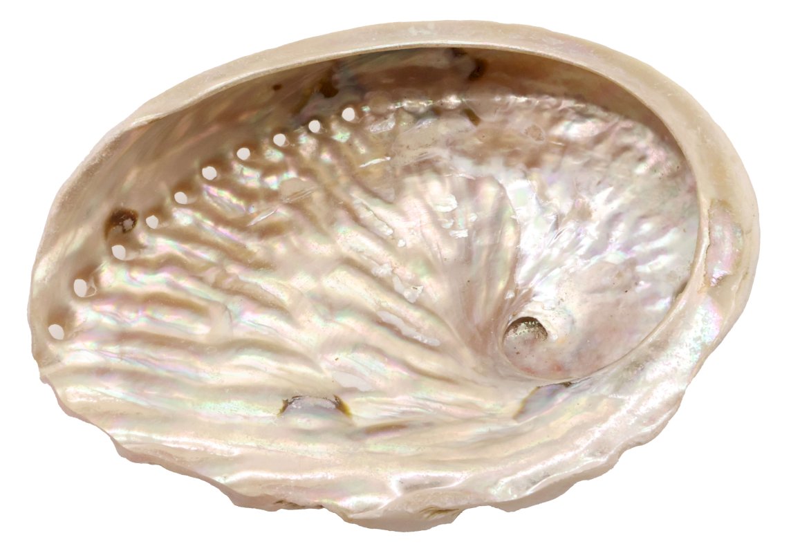 Coquille d'Ormeau Naturelle 10-12cm