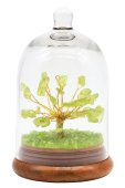 Arbre du Bonheur Péridot sous cloche 12cm