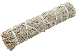 Sauge Bleue Californie Fagot 15cm